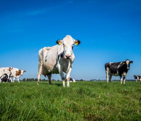 Alfa in Cijfers die Spreken: extensiveren een optie voor toekomst melkveehouderij?