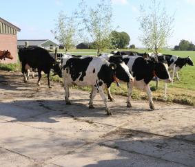 Eco-regeling Weidegang gewijzigd: nieuwe puzzel voor melkveehouders in GLB 2024