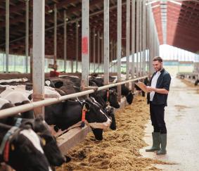Verhogen van de melkproductie per koe bij een intensieve bedrijfsvoering