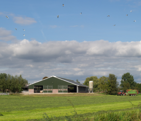 20 procent eigen risico bij ganzenschade in provincie Fryslân? Maak tijdig bezwaar!