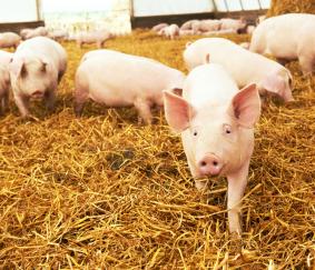 500 aanmeldingen subsidieregeling sanering varkenshouderijen