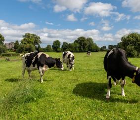 Cijfers die Spreken: ‘Biologische bedrijfsvoering en kostenbesparingen in de melkveehouderij’