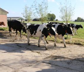 Dekt de goede melkprijs begin 2022 de gestegen toegerekende kosten wel?