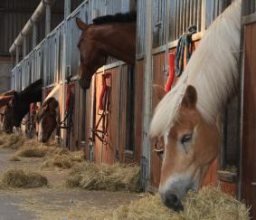 Heeft het stikstofbeleid ook impact op  paardenhouderijen?