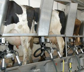 Heldere strategie cruciaal in kostprijsmanagement melkveehouderij