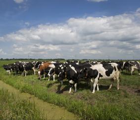 Klimaatwetgeving en stijgende kosten stuwen kritieke melkprijs naar 53 cent