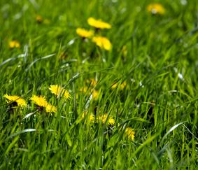 Nieuw dit jaar: subsidie behoud grasland