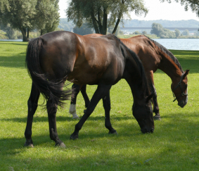 Paarden, landbouwvrijstelling en opwaardering: waar kies jij voor?