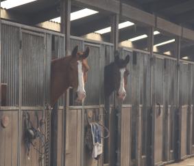 Paardenhandel loopt tegen hogere garantietermijn aan