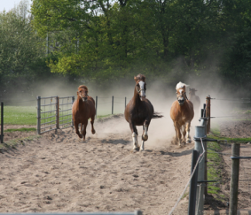 Registratieplicht paardenhouderij op 21 april 2021 van kracht