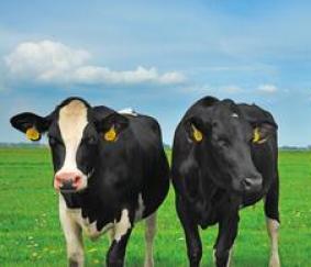 Subsidie Duurzaam Boeren Drenthe - Melkveehouderij