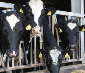 Subsidieregeling vleeskalverstallen 2019: stand van zaken
