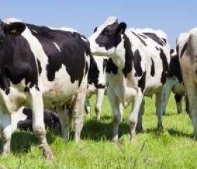 Webinar Cijfers die Spreken en actualiteiten in de melkveehouderij