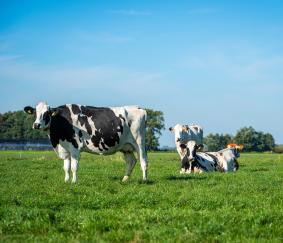 Wordt het jaar 2023 voor de melkveehouderij net zo’n bovengemiddeld jaar als 2022?